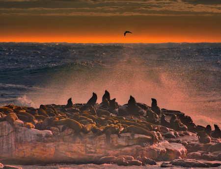 Animals, Landscape, Photography, Rocks, Seals, Seascape, Sky, Sunset, Water, Wildlife